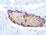 GLP-1 Antibody in Immunohistochemistry (Paraffin) (IHC (P))