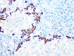 GLP-1 Antibody in Immunohistochemistry (Paraffin) (IHC (P))