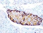 GLP-1 Antibody in Immunohistochemistry (Paraffin) (IHC (P))