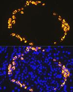 GLP-1 Antibody in Immunohistochemistry (Paraffin) (IHC (P))
