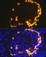 GLP-1 Antibody in Immunohistochemistry (Paraffin) (IHC (P))
