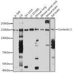 Contactin 2 Recombinant Rabbit Monoclonal Antibody (4R2S3)