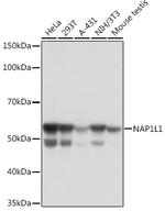 NAP1L1 Antibody in Western Blot (WB)