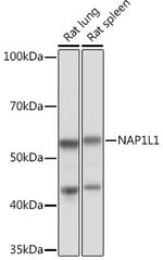NAP1L1 Antibody in Western Blot (WB)