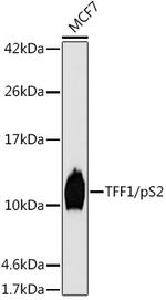 TFF1 Antibody in Western Blot (WB)