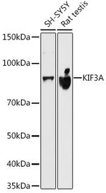 KIF3A Antibody in Western Blot (WB)