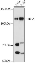 HIRA Antibody in Western Blot (WB)