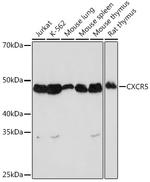CXCR5 Antibody in Western Blot (WB)