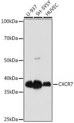 CXCR7 Recombinant Rabbit Monoclonal Antibody (8V8E1)