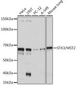 MST2 Antibody in Western Blot (WB)
