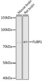 FUBP1 Antibody in Western Blot (WB)
