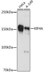 KIF4A Antibody in Western Blot (WB)