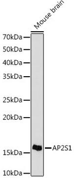 AP2S1 Recombinant Rabbit Monoclonal Antibody (4G1G1)