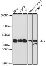 ILF2 Antibody in Western Blot (WB)