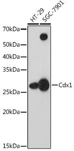 CDX1 Antibody in Western Blot (WB)