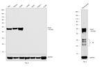 PAX5 Antibody in Western Blot (WB)