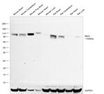 MAG Recombinant Rabbit Monoclonal Antibody (8Q7K5)