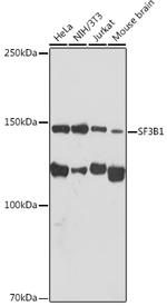 SF3B1 Antibody in Western Blot (WB)