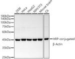 beta Actin Recombinant Rabbit Monoclonal Antibody (0N2H8), HRP