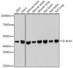beta Actin Recombinant Rabbit Monoclonal Antibody (4C4)