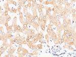 PDI Antibody in Immunohistochemistry (Paraffin) (IHC (P))