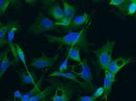 Doublecortin Monoclonal Antibody (01)