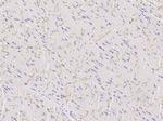 Connexin 43 Recombinant Rabbit Monoclonal Antibody (105)