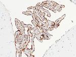 ICAM-1 Antibody in Immunohistochemistry (Paraffin) (IHC (P))