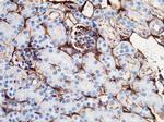 ICAM-1 Recombinant Rabbit Monoclonal Antibody (020)