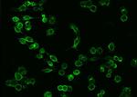 ICAM-1 Antibody in Immunocytochemistry (ICC/IF)