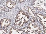 Pepsin A Antibody in Immunohistochemistry (Paraffin) (IHC (P))