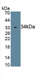 WNT7B Monoclonal Antibody (C4)