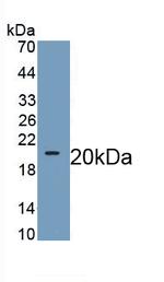 WNT11 Monoclonal Antibody (C4)