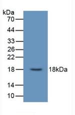 UCN3 Monoclonal Antibody (C9)