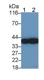 SFTPD Monoclonal Antibody (C4)