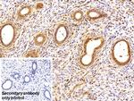 SFRP4 Antibody in Immunohistochemistry (Paraffin) (IHC (P))