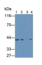 SFRP4 Antibody in Western Blot (WB)