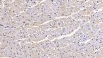 SEMA5B Monoclonal Antibody (C11)