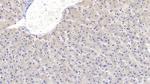 SEMA3A Antibody in Immunohistochemistry (Paraffin) (IHC (P))