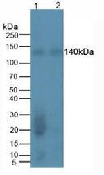 REV1 Monoclonal Antibody (10#)