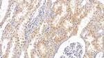 PTH2R Antibody in Immunohistochemistry (Paraffin) (IHC (P))