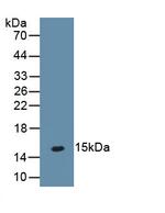 PTH2R Antibody in Western Blot (WB)