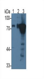 Periostin Antibody in Western Blot (WB)
