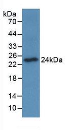 OSCAR Monoclonal Antibody (C2)
