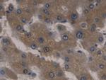 ORM2 Antibody in Immunohistochemistry (Paraffin) (IHC (P))