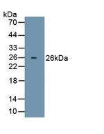 ORM2 Antibody in Western Blot (WB)