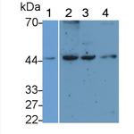 Podocin Monoclonal Antibody (C3)