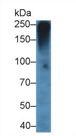 MUC5AC Monoclonal Antibody (C7)