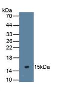 MUC2 Monoclonal Antibody (C1)