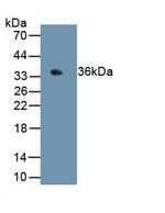 MT1E Antibody in Western Blot (WB)